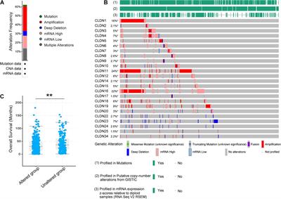 Association of CLDN6 and CLDN10 With Immune Microenvironment in Ovarian Cancer: A Study of the Claudin Family